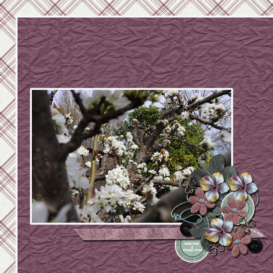 Spring Blooms