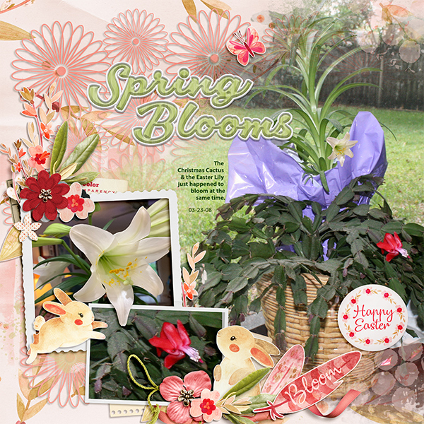 Spring Blooms