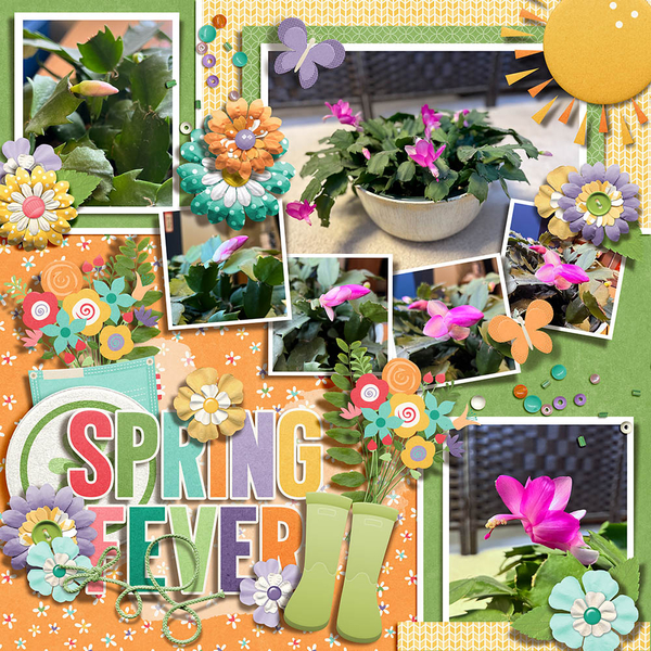 Spring Blooms