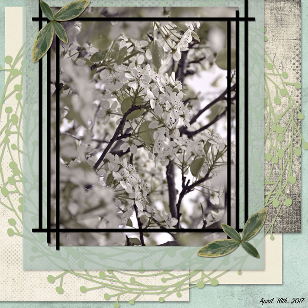 Spring Blossoms