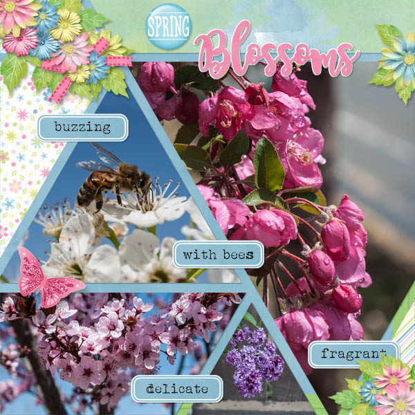 Spring Blossoms