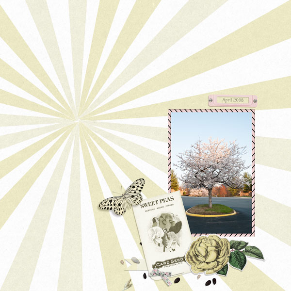 Spring Blossoms