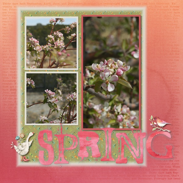 Spring Blossoms