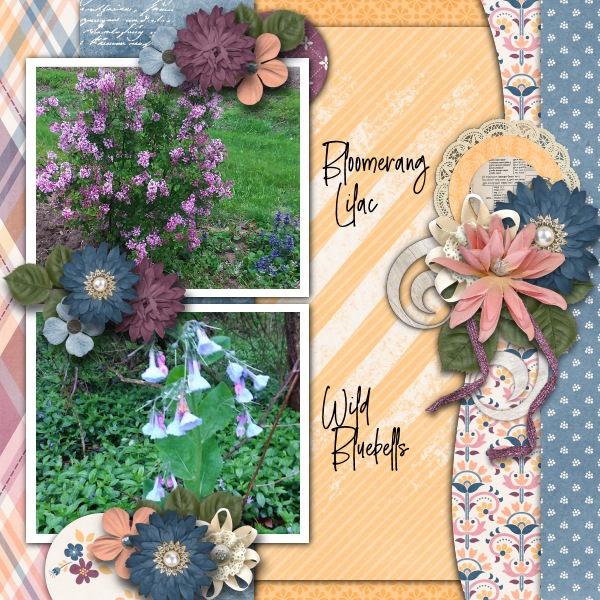 Spring Blossoms