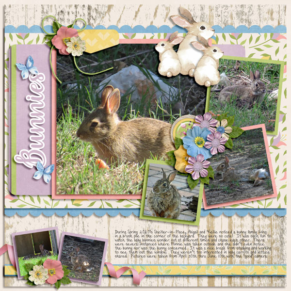 Spring Bunnies in our Backyard 2020