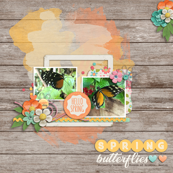 Spring Butterflies