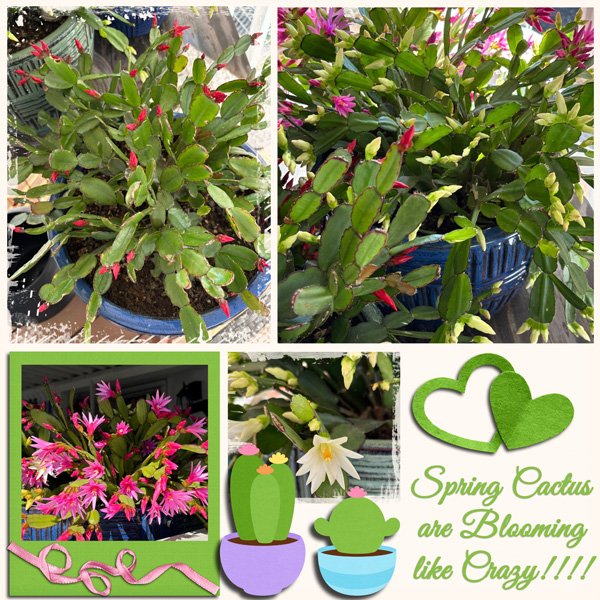 Spring Cactus