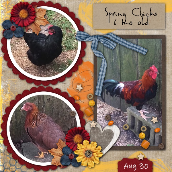 Spring Chicks