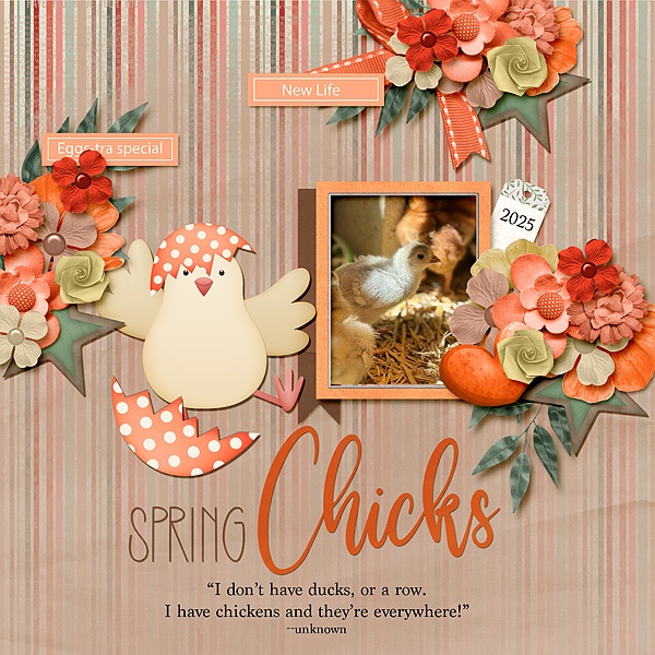 Spring Chicks