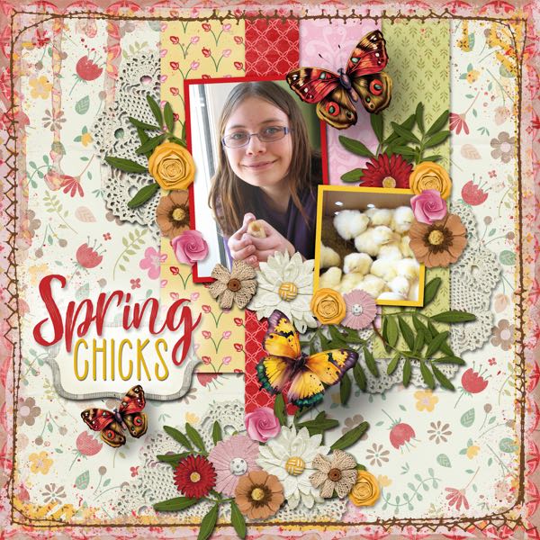 Spring Chicks