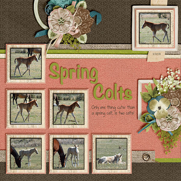 Spring Colts