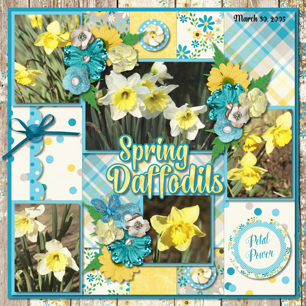 Spring Daffodils