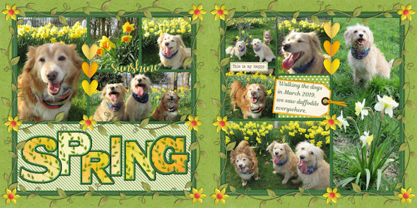 Spring Daffodils