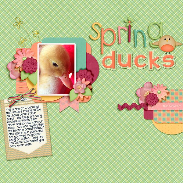 Spring Ducks