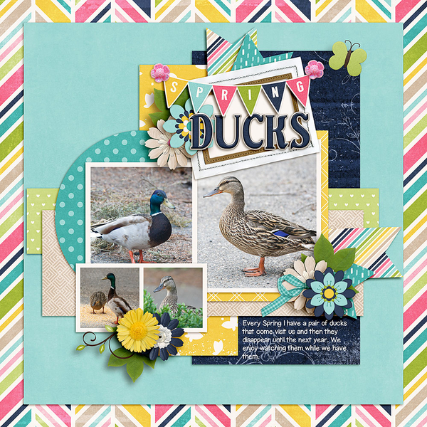 Spring-Ducks