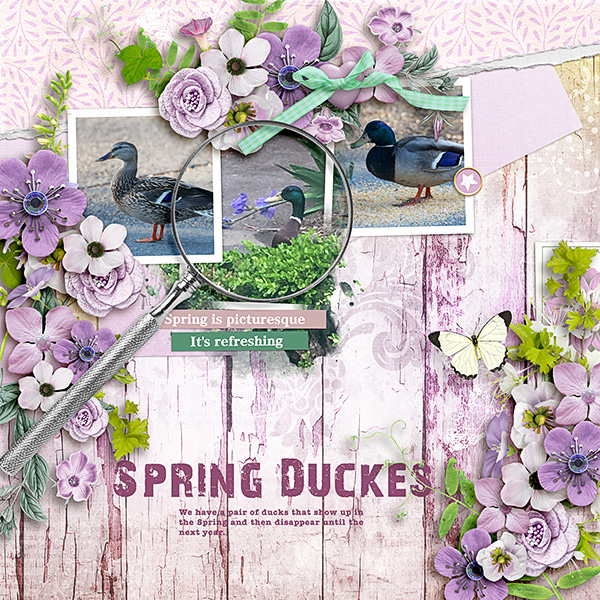 Spring-Ducks