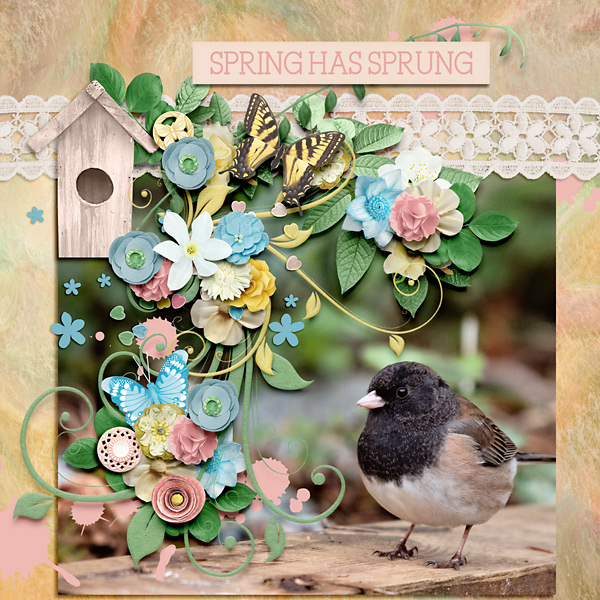 Spring Has Sprung