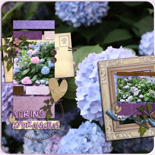 spring hydrangeas