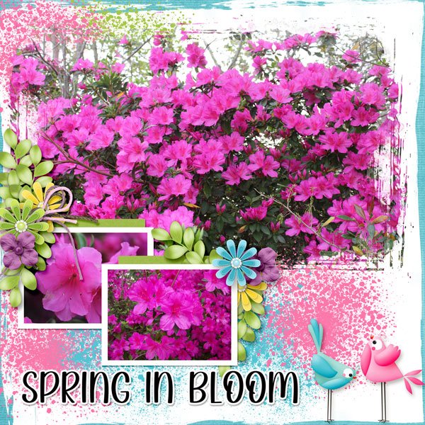 Spring in Bloom