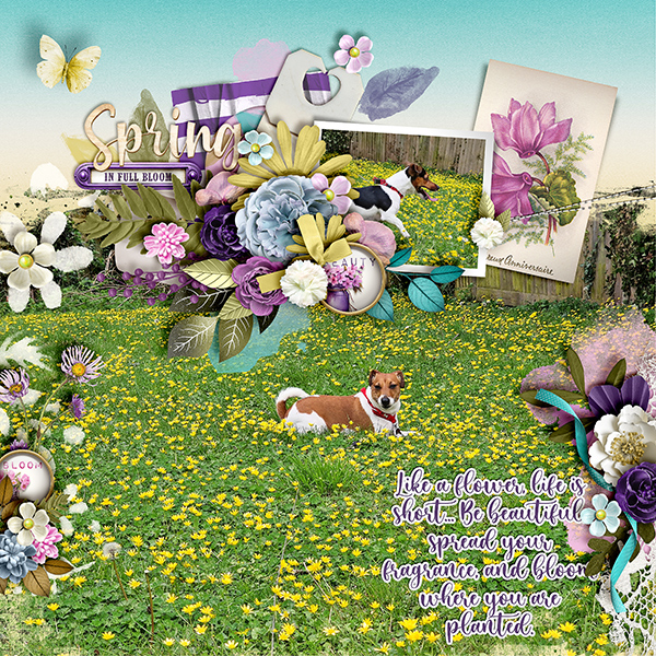 Spring in full bloom