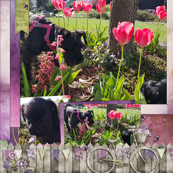Spring in my Garden
