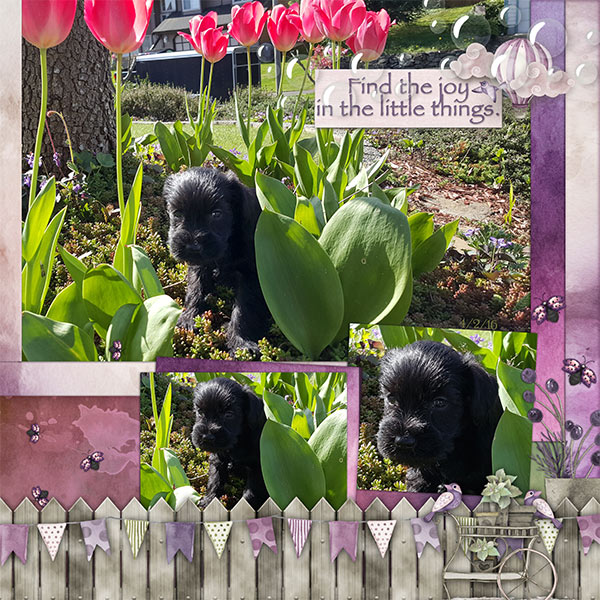 Spring in my Garden