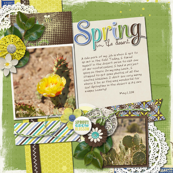 Spring in the Desert