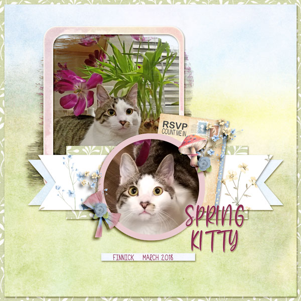 Spring Kitty