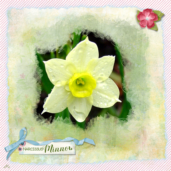 Spring: Narcissus Minnow