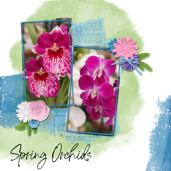 Spring orchids