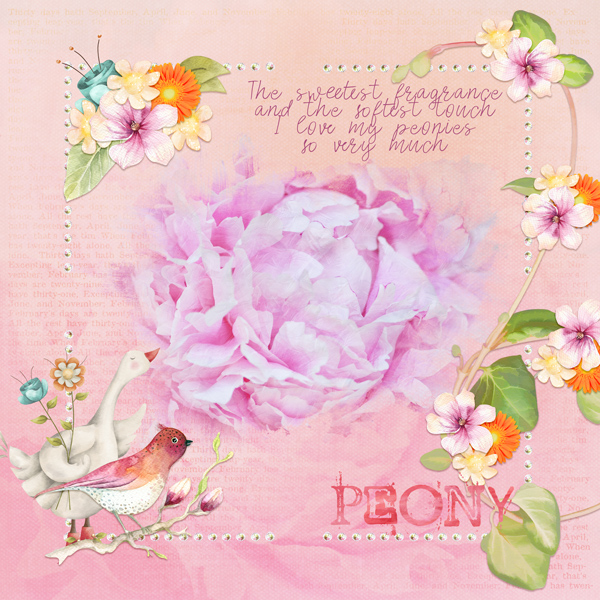 Spring Peony
