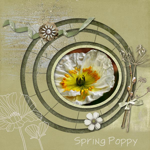 Spring Poppy