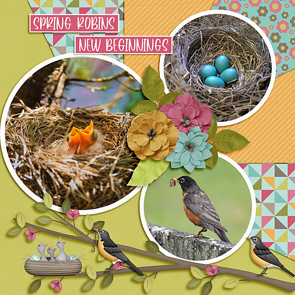 Spring Robins, New Beginnings