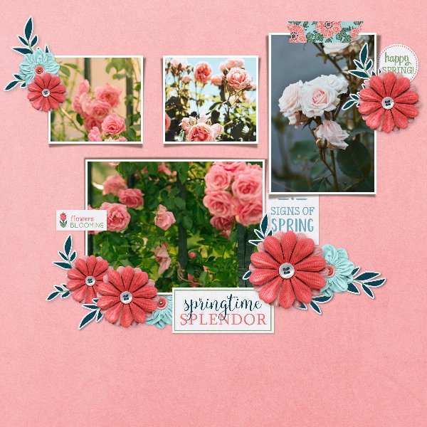 spring roses.jpg