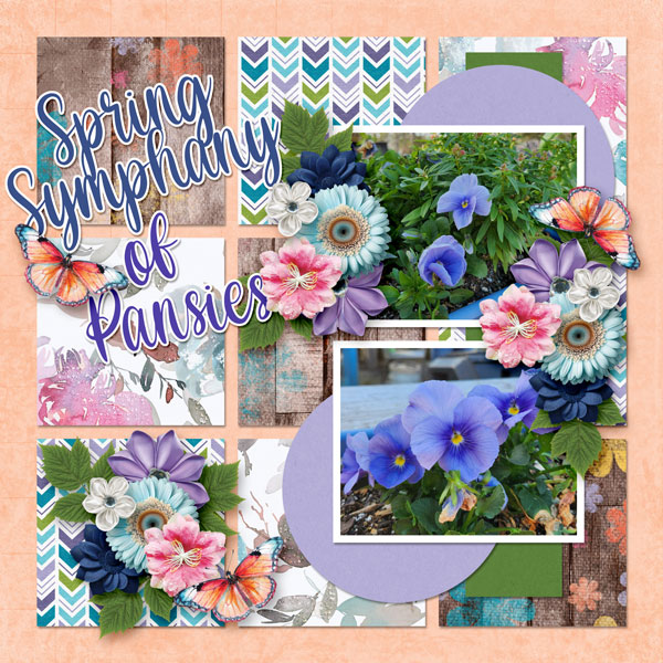 Spring Symphony of Pansies