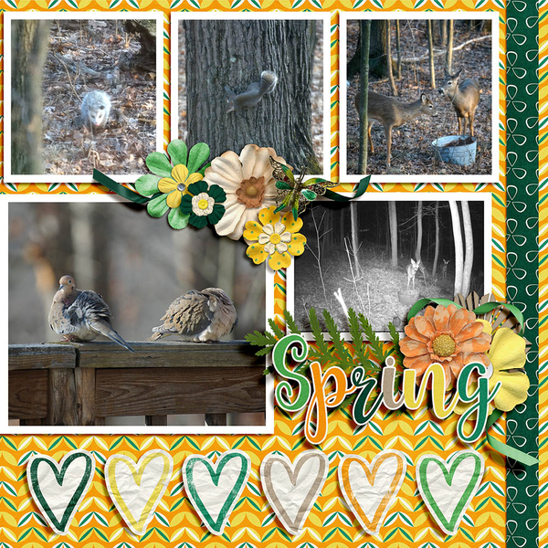 Spring Wildlife
