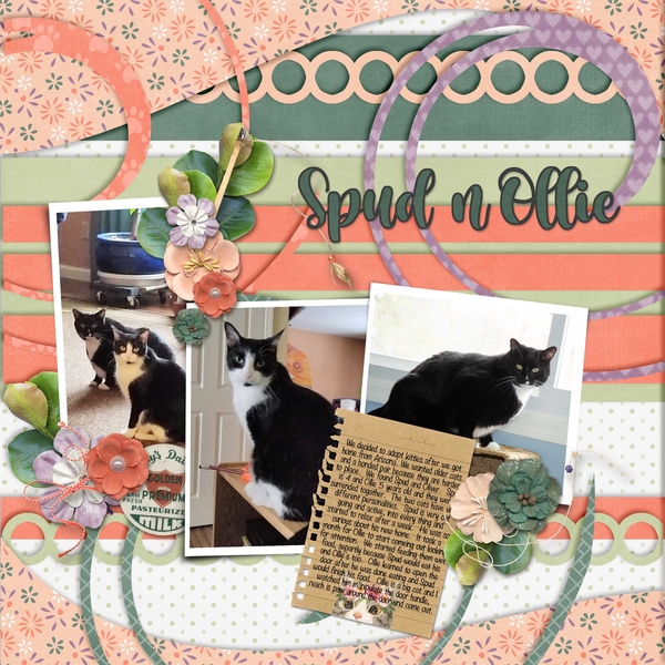Spud n Ollie