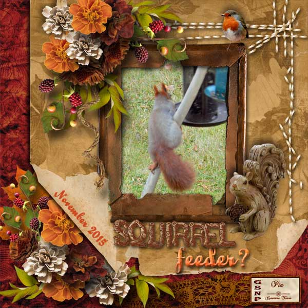 Squirrel-feeder