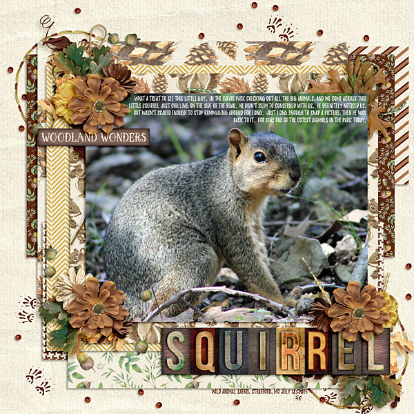 squirrel