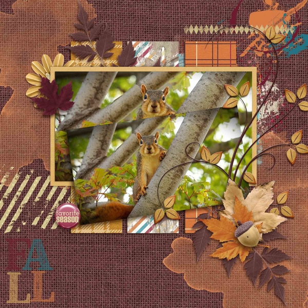 Squirrel