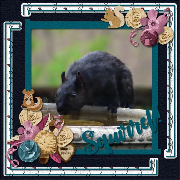Squirrel