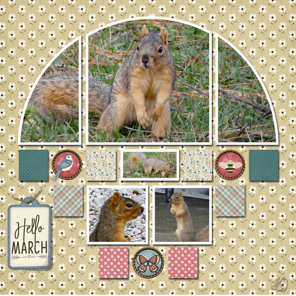 squirrel