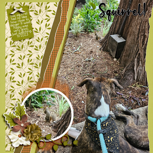 Squirrel!