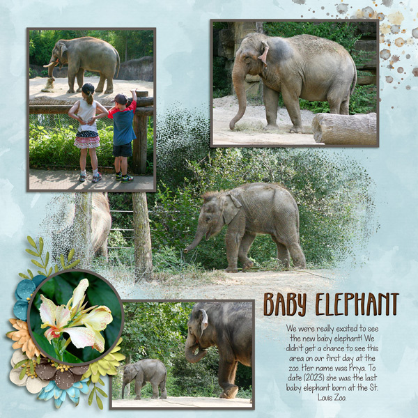 St Louis Zoo 2013