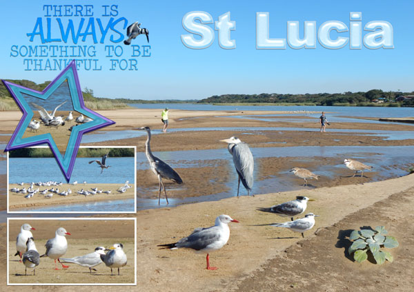 St Lucia Estuary 01