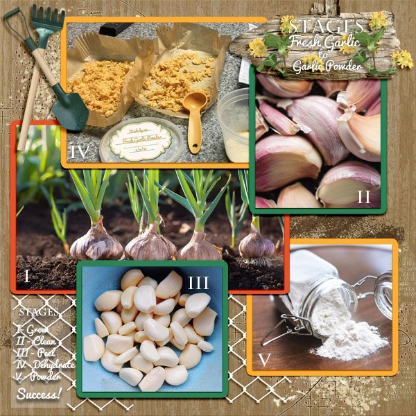 Stages of Garlic