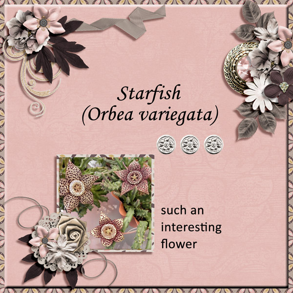 Starfish