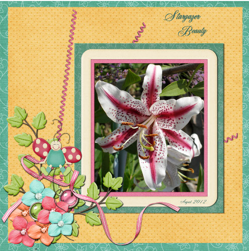 Stargazer Beauty