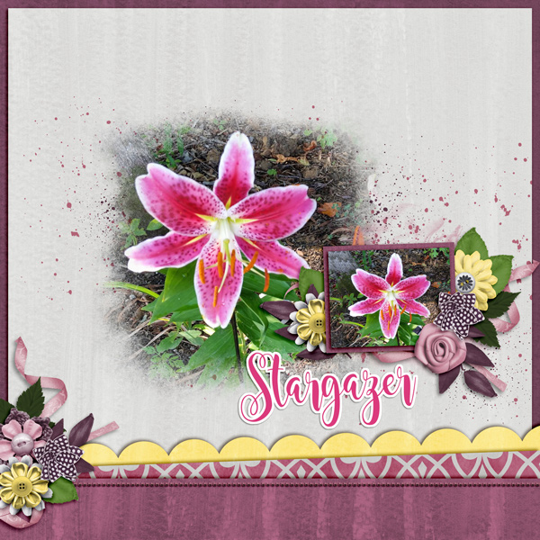 Stargazer