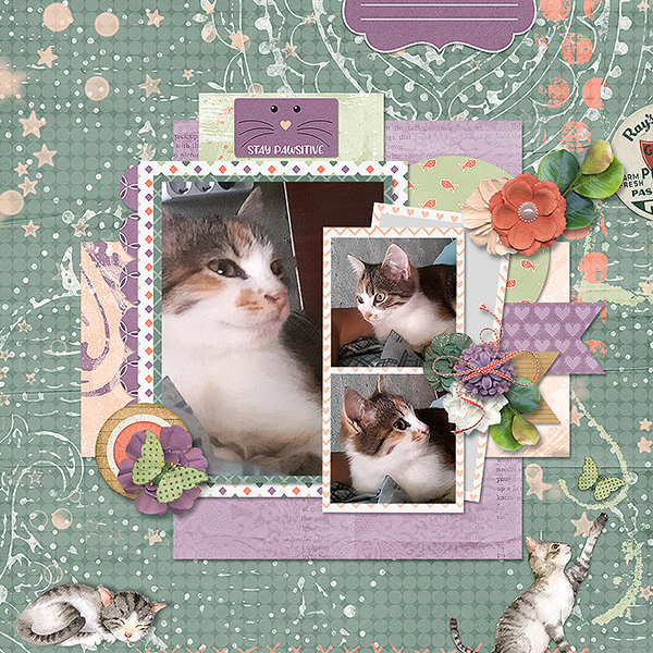 Stay Pawsitive